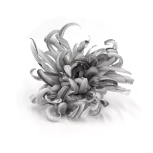 Broche Chryzalée